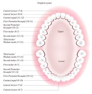 Wisdom Teeth Diagram