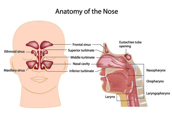 Graphic representing the anatomy of a nose